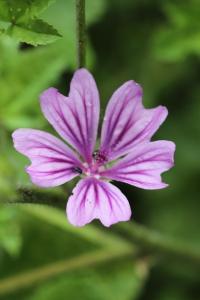 Mauve sauvage