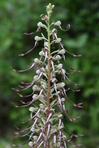 Orchis bouc