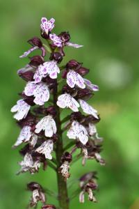 Orchis pourpre
