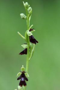 Ophrys mouche