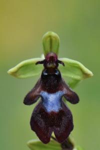 Ophrys mouche
