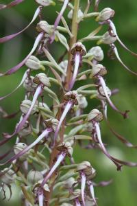 Orchis bouc