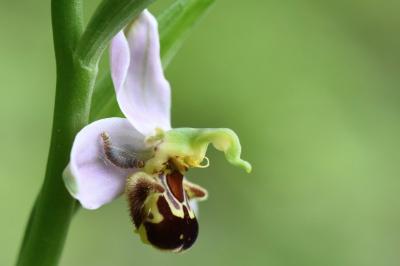 Ophrys abeille