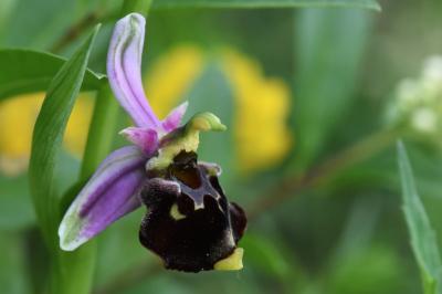 Ophrys bourdon