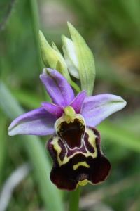 Ophrys bourdon