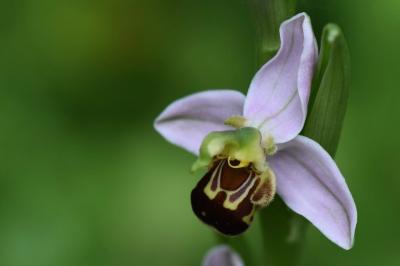 Ophrys abeille