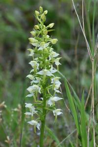 Orchis verdâtre
