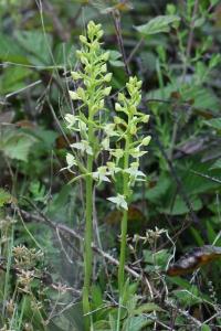 Orchis verdâtre