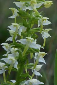 Orchis verdâtre