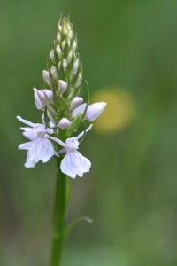 Orchis tacheté