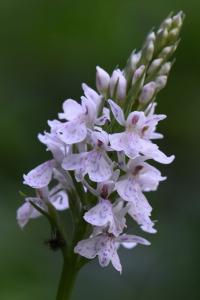 Orchis tacheté