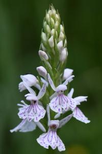 Orchis tacheté