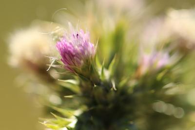 Chardon à petites fleurs