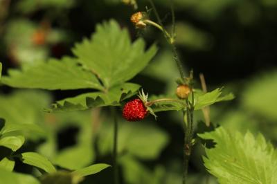 Fraisier sauvage