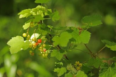 Groseillier rouge