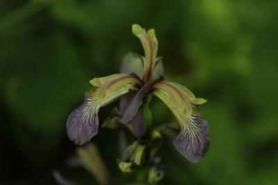 Iris fétide