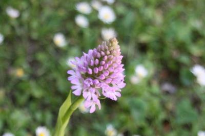 Orchis pyramidal