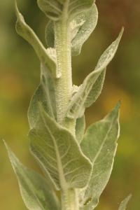 Molène pulvérulente