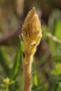 Orobanche de la picride