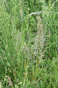 Orchis bouc