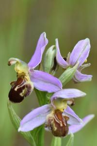 Ophrys abeille