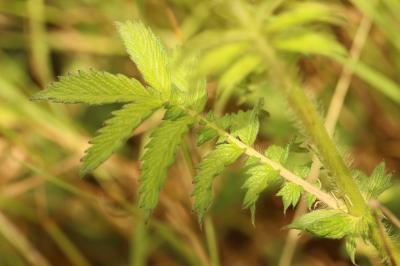 Agrimonia eupatoria