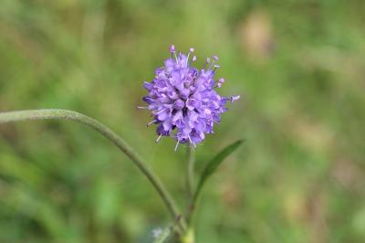 Succisa pratensis