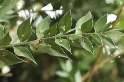 Ruscus aculeatus
