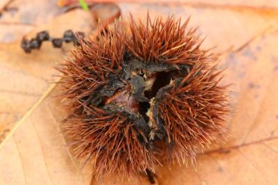 Castanea sativa