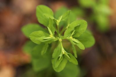 Euphorbia peplus