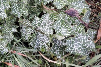 Silybum marianum