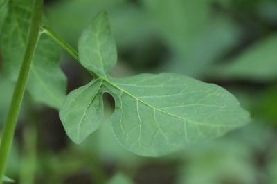 Solanum dulcamara