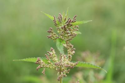 Urtica dioica