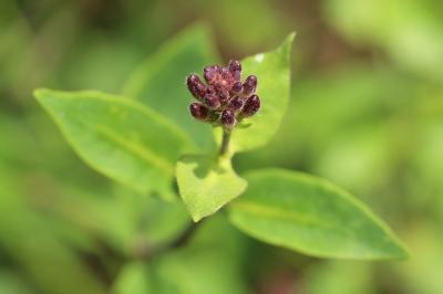 Lonicera periclymenum