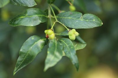 Euonymus europaeus