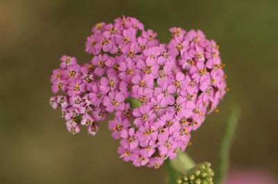 Achillea millefolium