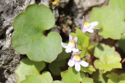 Cymbalaria muralis