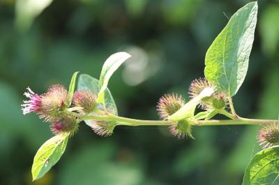 Arctium minus