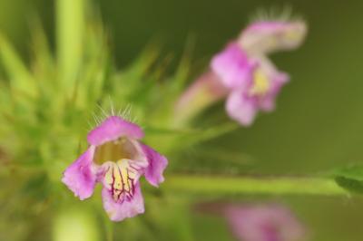 Galeopsis tetrahit