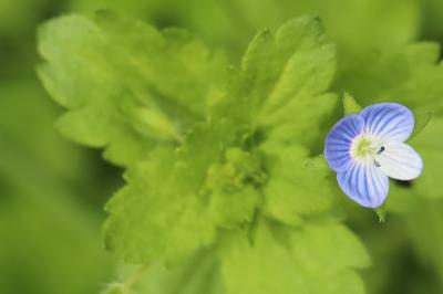 Veronica persica