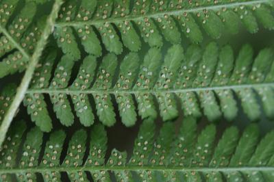 Dryopteris filix-mas