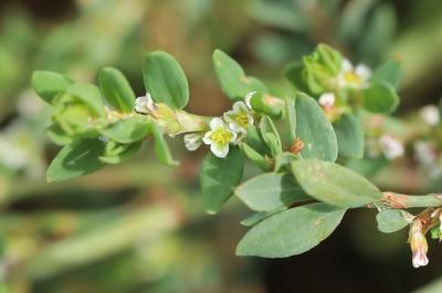 Polygonum aviculare