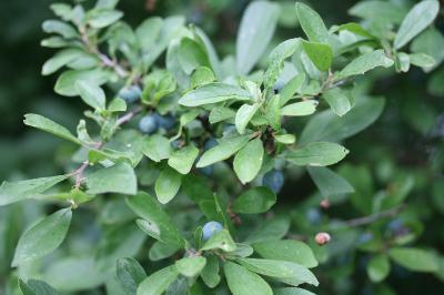 Prunus spinosa