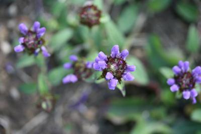 Prunella vulgaris