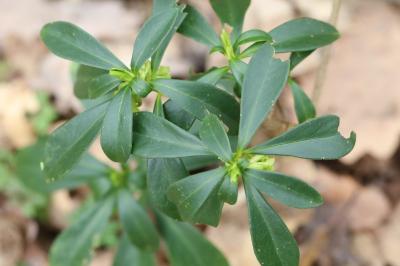 Daphne laureola