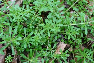 Galium aparine