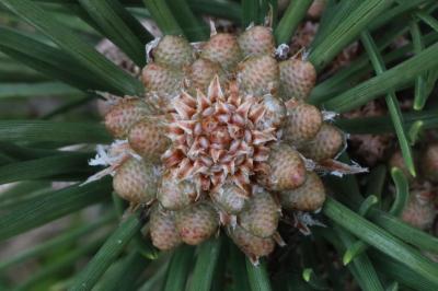 Pinus sylvestris