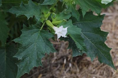 Datura stramonium