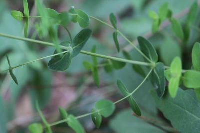 Hypericum pulchrum