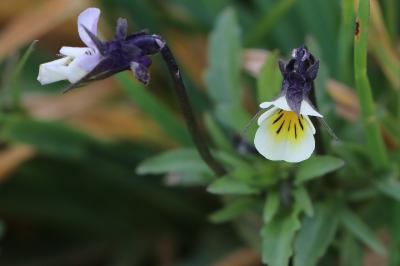 Viola arvensis
